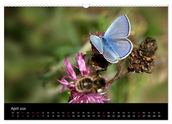 Produktbild: Heimische Schmetterlinge (Wandkalender 2026 DIN A3 quer), CALVENDO Monatskalender