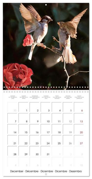 Produktbild: The Wild Sparrow Gang (Wall Calendar 2026 12 &times; 12 Inch) CALVENDO 12 Month Wall Calendar