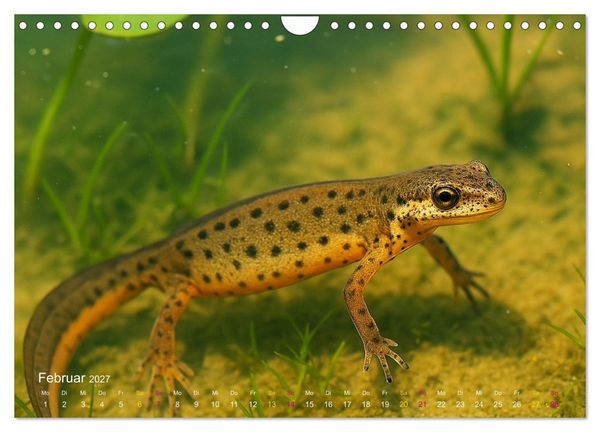Produktbild: Reges Leben im Naturweiher - Tiere &uuml;ber und unter Wasser (Wandkalender 2027 DIN A4 quer), CALVENDO Monatskalender