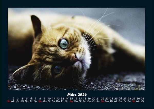 Produktbild: Katzen 2026 Fotokalender DIN A4