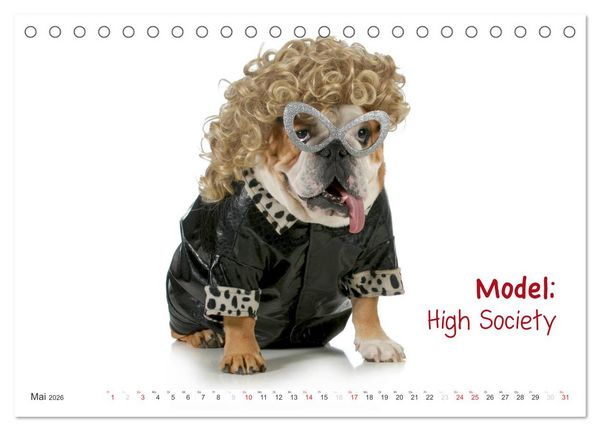 Produktbild: English Bulldog XXL Models (Tischkalender 2026 DIN A5 quer), CALVENDO Monatskalender