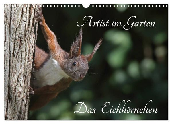 Produktbild: Artist im Garten. Das Eichh&ouml;rnchen (Wandkalender 2026 DIN A3 quer), CALVENDO Monatskalender