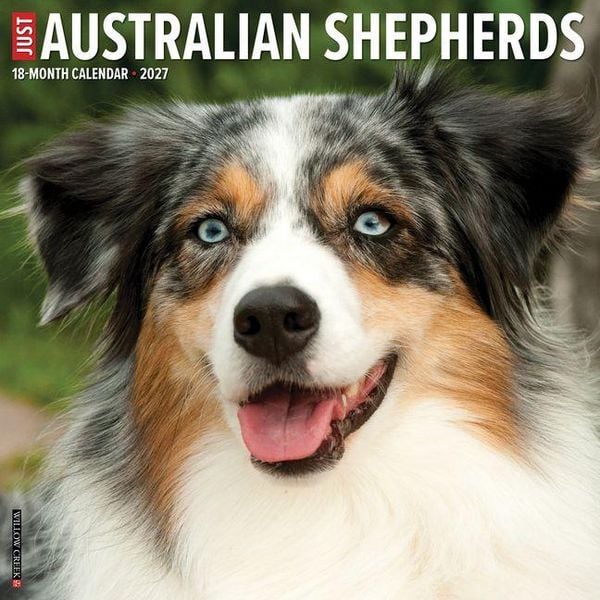 Produktbild: Australian Shepherds 2027 12 X 12 Wall Calendar