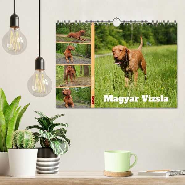Produktbild: Faszination Magyar Vizsla (Wandkalender 2026 DIN A4 quer), CALVENDO Monatskalender