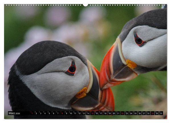 Produktbild: Papageitaucher Clowns der Meere (hochwertiger Premium Wandkalender 2026 DIN A2 quer), Kunstdruck in Hochglanz