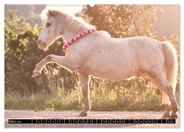 Produktbild: Shetlandpony Kalender (hochwertiger Premium Wandkalender 2026 DIN A2 quer), Kunstdruck in Hochglanz