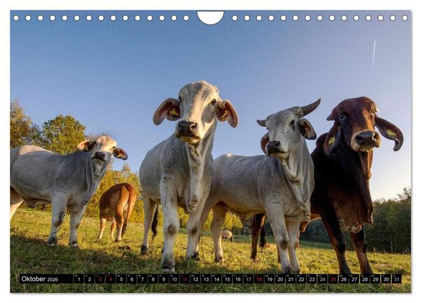 Produktbild: Kuh und Co. (Wandkalender 2026 DIN A4 quer), CALVENDO Monatskalender