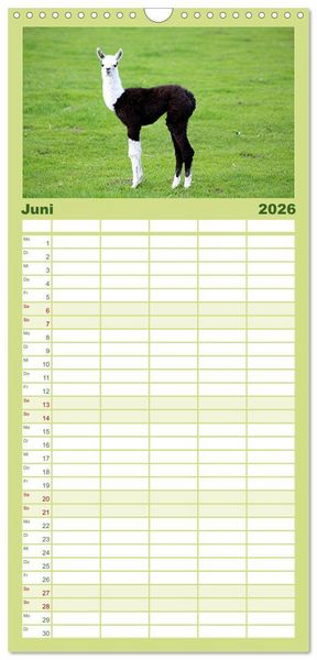 Produktbild: Familienplaner 2026 - Lama-Kalender mit 5 Spalten (Wandkalender, 21 x 45 cm) CALVENDO