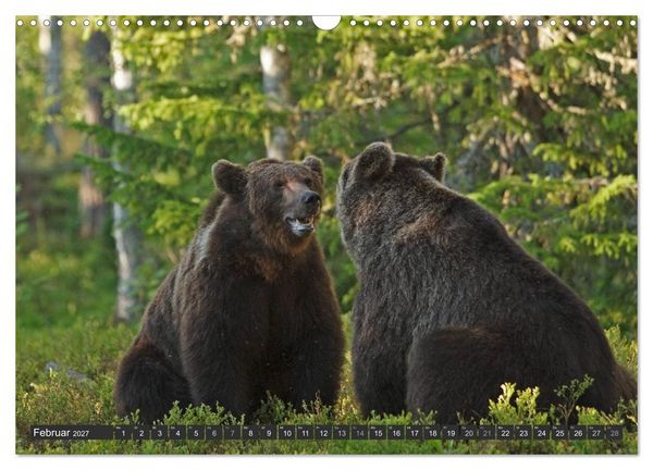 Produktbild: Magie des Augenblicks - B&auml;ren in nordischen W&auml;ldern (Wandkalender 2027 DIN A3 quer), CALVENDO Monatskalender