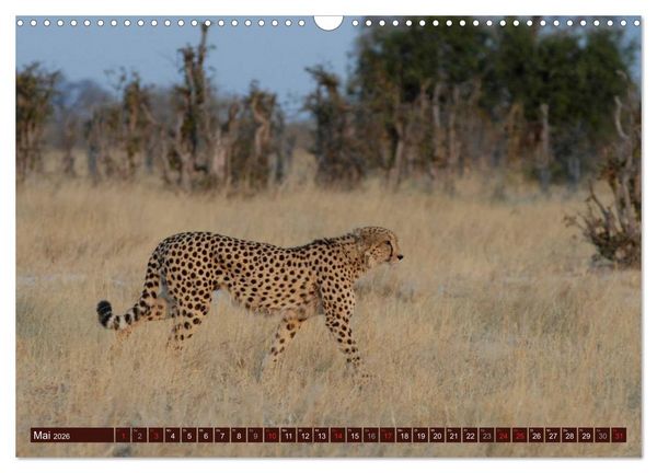 Produktbild: Afrikas wilde Sch&ouml;nheiten (Wandkalender 2026 DIN A3 quer), CALVENDO Monatskalender