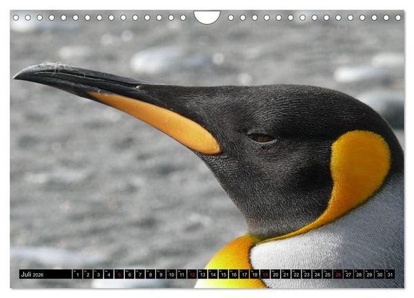 Produktbild: Pinguine - Watscheln im festlichen Kleid (Wandkalender 2026 DIN A4 quer), CALVENDO Monatskalender