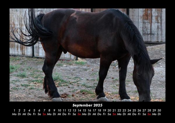 Produktbild: Pferdegefl&uuml;ster 2025 Fotokalender DIN A3