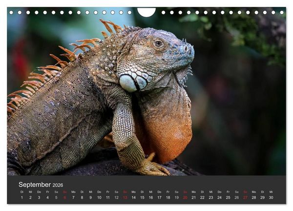 Produktbild: Costa Rica tierisch gut 2026 (Wandkalender 2026 DIN A4 quer), CALVENDO Monatskalender