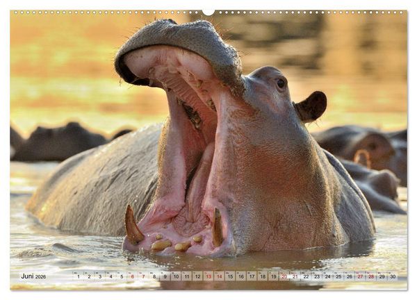 Produktbild: Faszination Afrika: Flusspferde (Wandkalender 2026 DIN A2 quer), CALVENDO Monatskalender