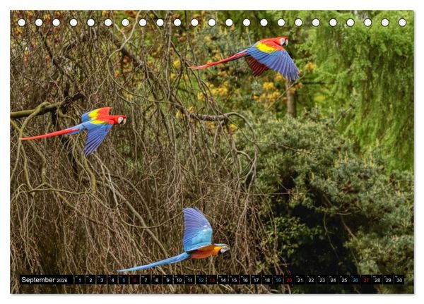 Produktbild: Fantastische V&ouml;gel (Tischkalender 2026 DIN A5 quer), CALVENDO Monatskalender