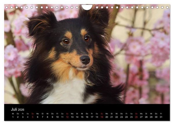 Produktbild: Wir lieben Shelties (Wandkalender 2026 DIN A4 quer), CALVENDO Monatskalender