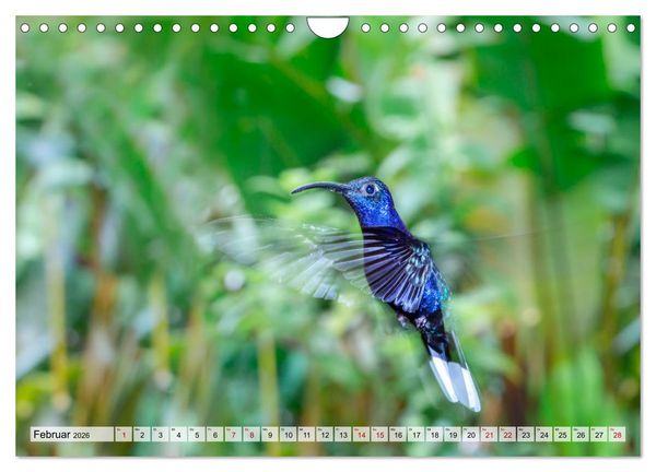 Produktbild: Costa Rica - Tierwelt und Landschaften (Wandkalender 2026 DIN A4 quer), CALVENDO Monatskalender