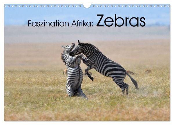 Produktbild: Faszination Afrika: Zebras (Wandkalender 2026 DIN A3 quer), CALVENDO Monatskalender