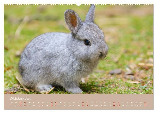 Produktbild: Flauschige Fellkn&auml;uel (Wandkalender 2026 DIN A2 quer), CALVENDO Monatskalender