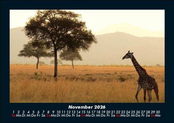 Produktbild: Giraffen 2026 Fotokalender DIN A5