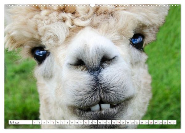 Produktbild: Lustige Tier-Selfies. Tierische Selbstportraits (hochwertiger Premium Wandkalender 2026 DIN A2 quer), Kunstdruck in Hochglanz
