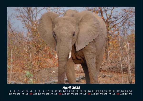 Produktbild: Der Elefantenkalender 2025 Fotokalender DIN A4
