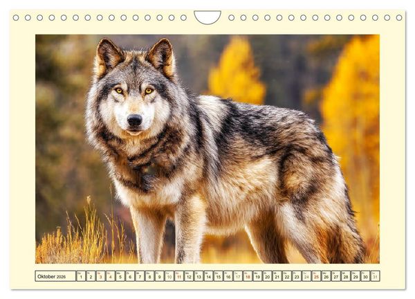 Produktbild: Herzschlag der Wildnis. W&ouml;lfe zwischen Legende, Freiheit und Anmut (Wandkalender 2026 DIN A4 quer), CALVENDO Monatskalender