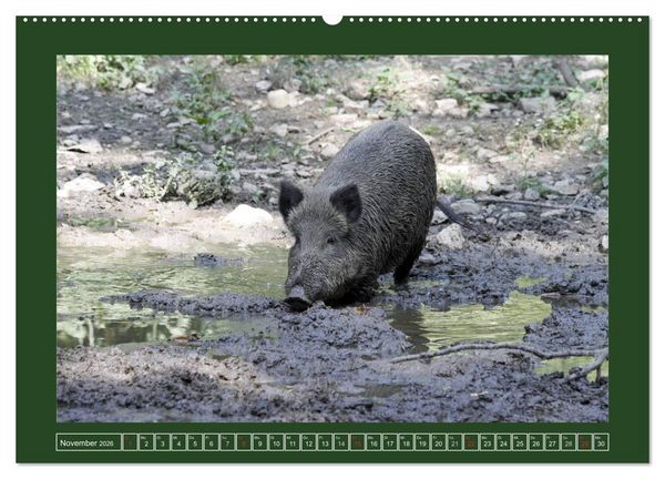 Produktbild: Schweinkram - Die Wildschweine sind los (hochwertiger Premium Wandkalender 2026 DIN A2 quer), Kunstdruck in Hochglanz