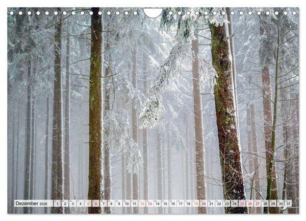 Produktbild: Wald - mystische Spazierg&auml;nge (Wandkalender 2026 DIN A4 quer), CALVENDO Monatskalender
