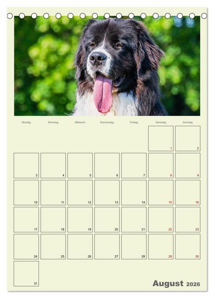 Produktbild: Faszination Landseer - Mit Plan durch das Jahr (Tischkalender 2026 DIN A5 hoch), CALVENDO Monatskalender
