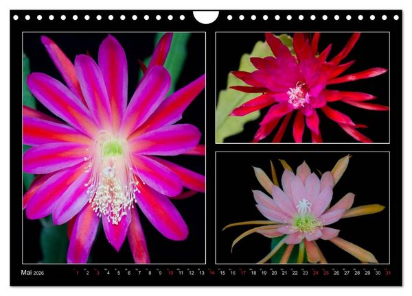 Produktbild: Epiphyllum-Hybriden (Wandkalender 2026 DIN A4 quer), CALVENDO Monatskalender