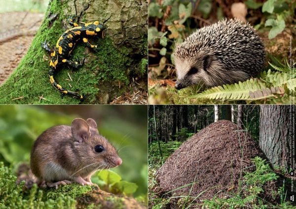 Produktbild: Eule, Fuchs und Hirsch. Tiere im Wald