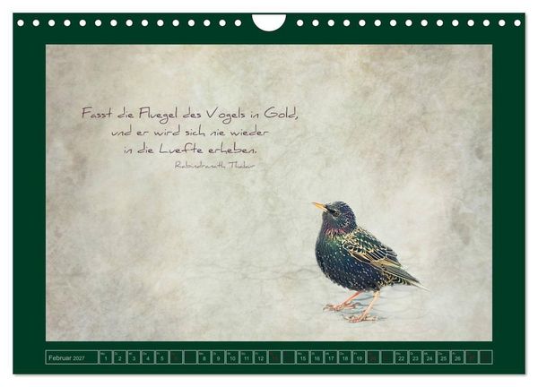 Produktbild: Stare und Weisheiten (Wandkalender 2027 DIN A4 quer), CALVENDO Monatskalender