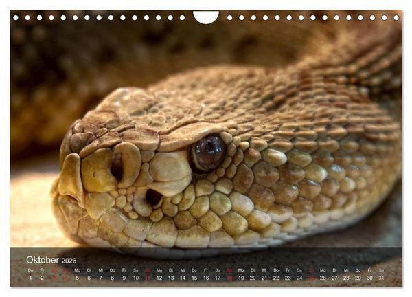 Produktbild: Giftschlangen (Wandkalender 2026 DIN A4 quer), CALVENDO Monatskalender