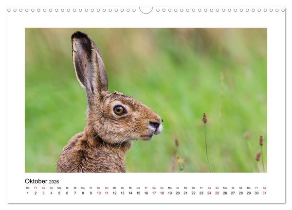 Produktbild: Deutschlands Wildtiere (Wandkalender 2026 DIN A3 quer), CALVENDO Monatskalender