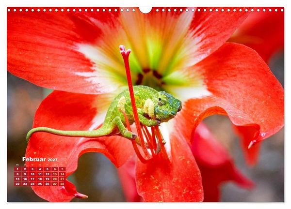 Produktbild: Cham&auml;leon: Die farbenfrohe Welt der Reptilien (Wandkalender 2027 DIN A3 quer), CALVENDO Monatskalender