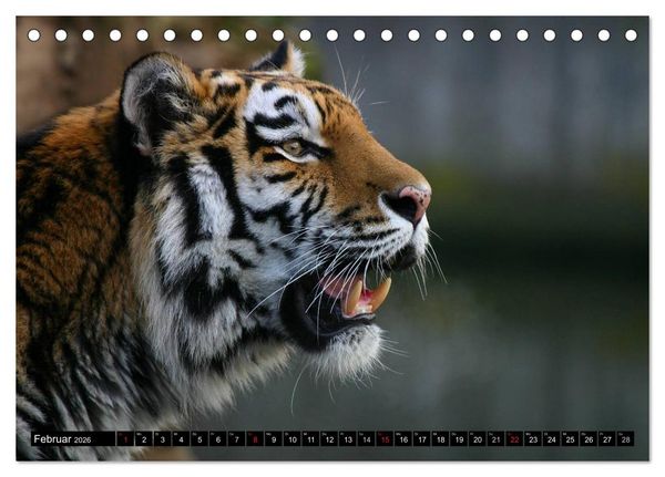 Produktbild: Tiger - die leisen J&auml;ger des Dschungels (Tischkalender 2026 DIN A5 quer), CALVENDO Monatskalender