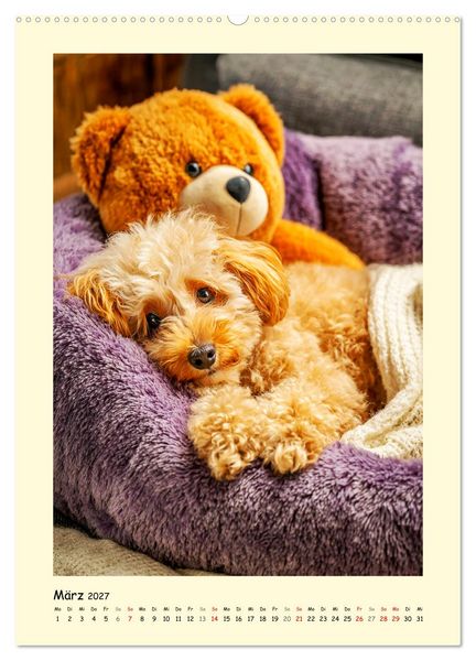 Produktbild: Pudelzauber. Flauschige Hunde f&uuml;r Herz und Seele (hochwertiger Premium Wandkalender 2027 DIN A2 hoch), Kunstdruck in Hochglanz