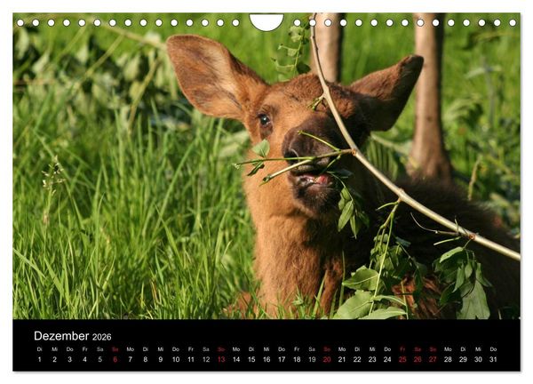 Produktbild: Zoo-Kinder (Wandkalender 2026 DIN A4 quer), CALVENDO Monatskalender