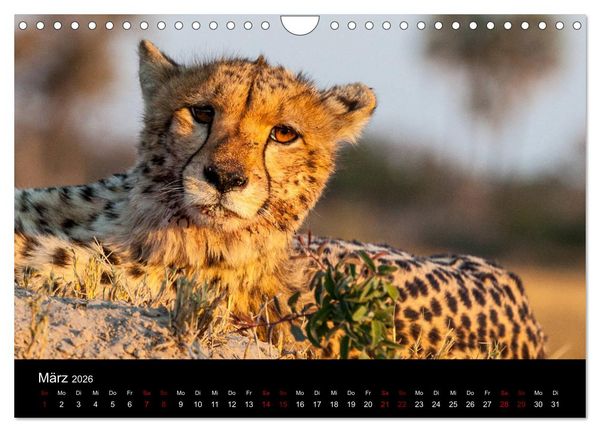 Produktbild: Afrika - Faszination Tierwelt (Wandkalender 2026 DIN A4 quer), CALVENDO Monatskalender