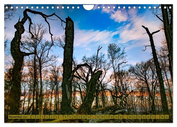 Produktbild: B&auml;ume sind Tr&auml;ume (Wandkalender 2027 DIN A4 quer), CALVENDO Monatskalender