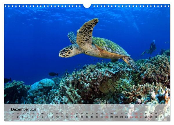 Produktbild: Meeresschildkr&ouml;ten. Nomaden der Ozeane (Wandkalender 2026 DIN A3 quer), CALVENDO Monatskalender