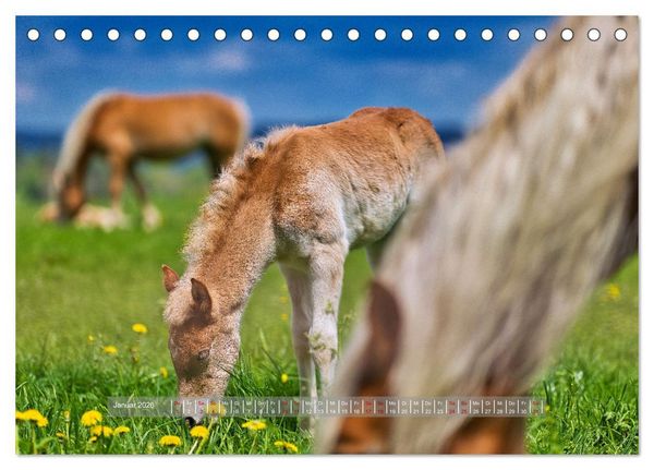 Produktbild: Haflinger Pferde in Th&uuml;ringen (Tischkalender 2026 DIN A5 quer), CALVENDO Monatskalender