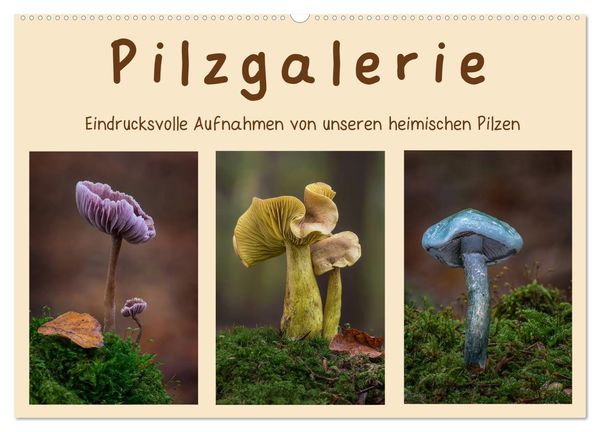 Pilzgalerie - Eindrucksvolle Aufnahmen von unseren heimischen Pilzen (Wandkalender 2024 DIN A2 quer), CALVENDO Monatskal