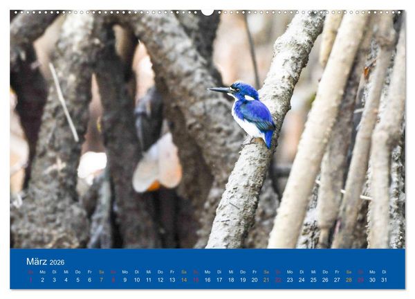 Produktbild: Australien, tierischer Kontinent (Wandkalender 2026 DIN A2 quer), CALVENDO Monatskalender