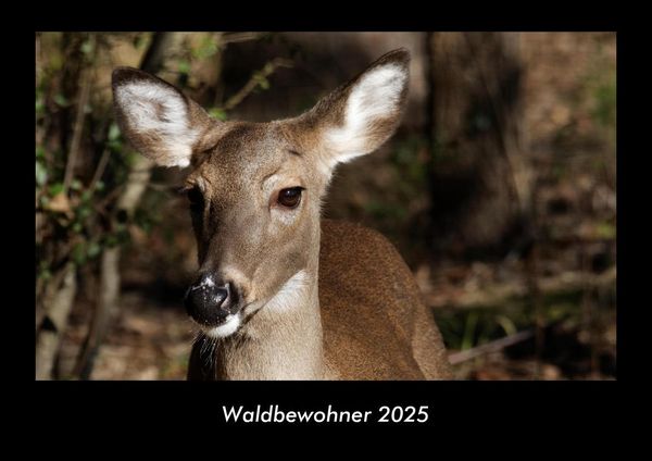 Produktbild: Waldbewohner 2025 Fotokalender DIN A3