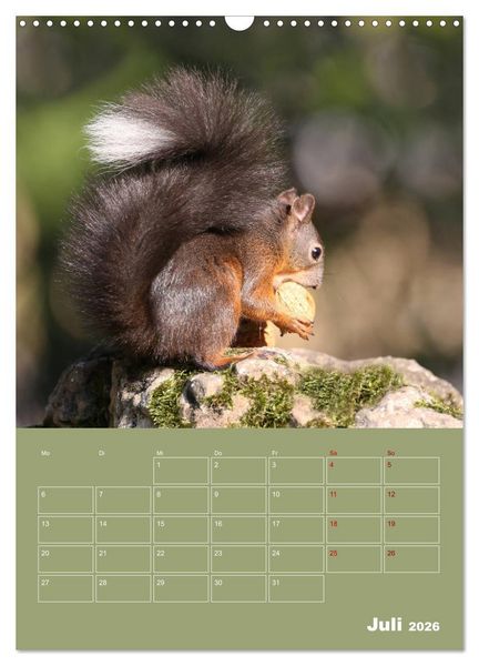 Produktbild: Eichh&ouml;rnchen - Planer (Wandkalender 2026 DIN A3 hoch), CALVENDO Monatskalender