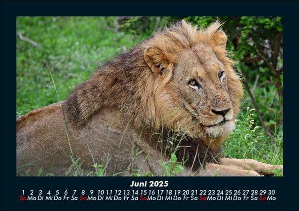 Produktbild: L&ouml;wen in der Wildnis 2025 Fotokalender DIN A5
