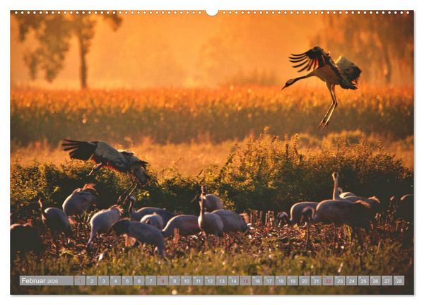 Produktbild: KranichRomantik (hochwertiger Premium Wandkalender 2026 DIN A2 quer), Kunstdruck in Hochglanz