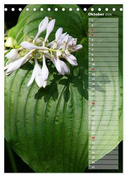 Produktbild: Hostas Herzblattlilien Funkien (Tischkalender 2026 DIN A5 hoch), CALVENDO Monatskalender